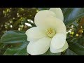 Magnolias du sud