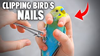 How to Clip Your Bird