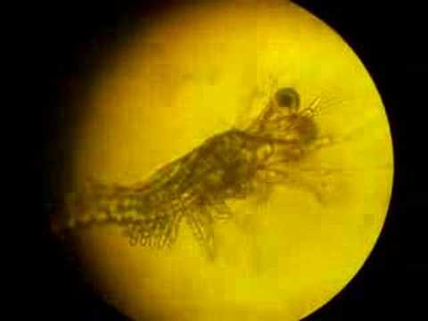 mysis shrimp hatchery related