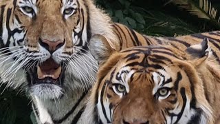 These Two Tigers Want To Go Live!