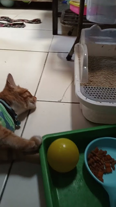 Jojo lagi main bola #breaking_news #automobile #dj #hiphop #kucing