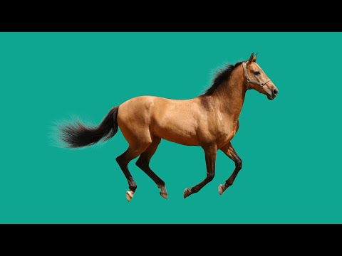 Video: Hypoallergenic, Kesihatan Dan Jangka Hayat Baka Kuda Andean