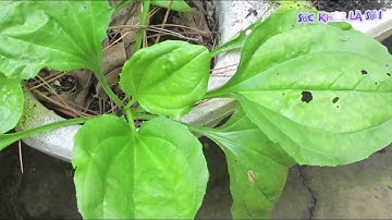 THẦN DƯỢC cứu sống HÀNG NGHÌN người bị chó dại cắn, rắn độc cắn chỉ 1 phút nhờ bài thuốc quý này