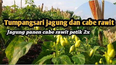 Tumpang sari jagung dan cabe rawit , jagung panen cabe rawit sudah petik 2×
