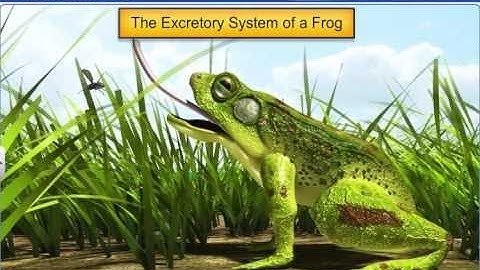 CBSE Class 11 Biology || Anatomy of Frog || By Shiksha House
