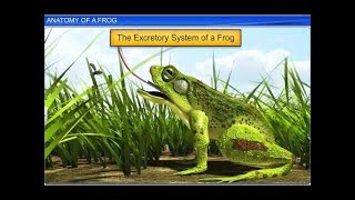 CBSE Class 11 Biology || Anatomy of Frog || By Shiksha House
