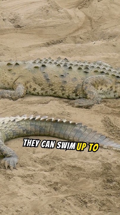 Crocodiles can live longer than humans?! #shorts #crocodiles #shocked