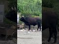 Nandi Popular Bull Nandi Merabolabhandari Nandi Popular Bull Nandi Merabolabhandari