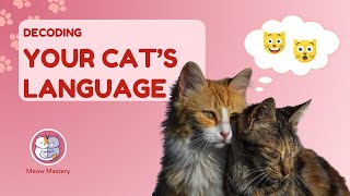 Cat Chat: Decoding the Language of Feline Communication!