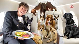 I Flew Stray Dogs On A Private Jet