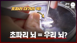 만약 초파리 뇌와 인간 뇌가 일부 비슷하다면? [미나니xDGIST]