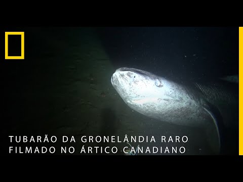 Tubarão da Gronelândia Raro Filmado no Ártico Canadiano | National Geographic Portugal