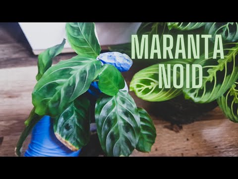 Replanting a Maranta