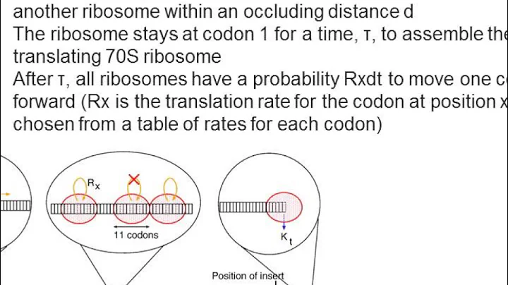 Stochastic models of translation