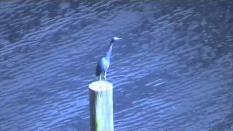 Tricolored Heron on Dock Post 100915