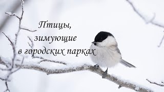 Зимующие птицы