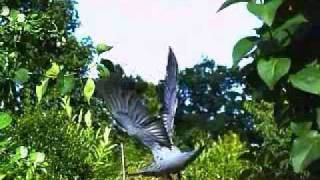Slow Motion Pigeon