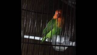 Masteran Variasi Lovebird Kusumo Siap Jadikan Lovebird Anda Fighter Tangguh