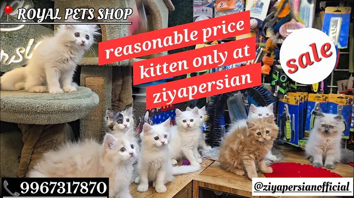 Video 5211751: persian cat kitten, long hair kitten, best quality kitten, pretty kittens, beautiful long hair, colour kitten, eyes kitten