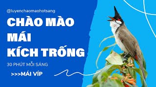 SIÊU PHẨM chào mào mái kích trống nhanh căng lửa - Chao mao mai già cực hăng kích Trống Đỉnh Cao