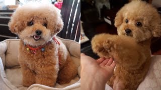 real teddy bear dog