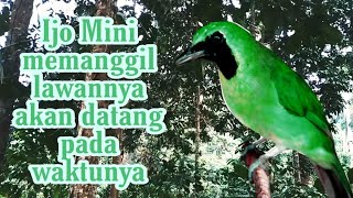 SUARA PANGGILAN DAN SUARA KHAS CUCAK IJO MINI