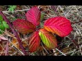 Unbelievable fall color from blackberry leaves 2021