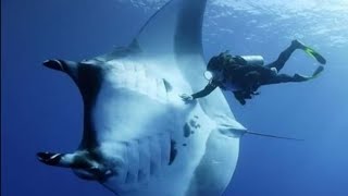 GIANT Oceanic Manta Ray - Mini Documentary by ABC of the animal Kingdom 1,024 views 1 year ago 5 minutes, 28 seconds