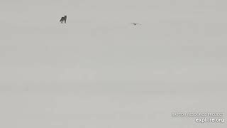 Mississippi River Flyway - Coyote photobombed by Snowy Owl \/ explore.org 1\/16\/22