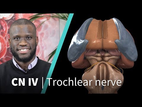 Anatomy Dissected: Cranial Nerve IV (trochlear nerve)