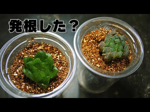 T's PLANTS ch - YouTube