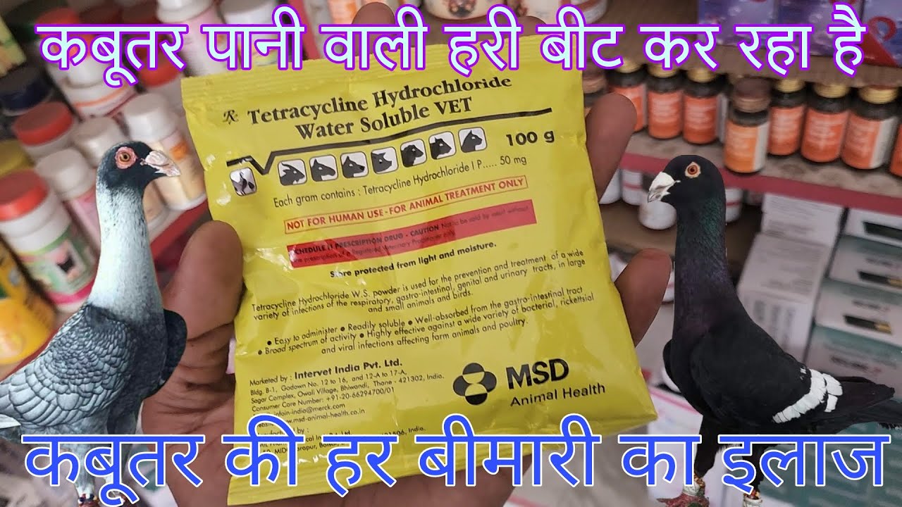 Tetracycline powder kabutar ko kese de or kitna de or kab de in hindi.