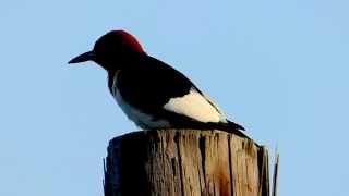 Birds in their natural habitat- a red-headed woodpecker
