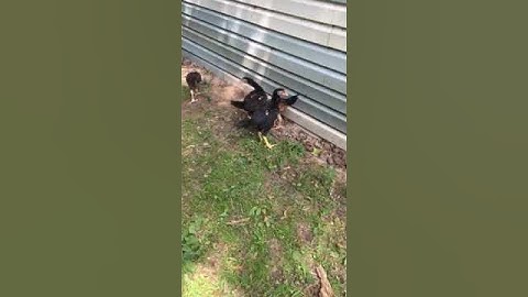 Me yuam Qaib Thaib Minneasota 2 months old