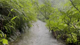 Rain gently falls on the creek, relieve tension, overcome insomnia, ASMR treatment