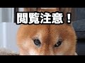 柴犬ロック 家族の朝から… #柴犬ロック #拒否柴