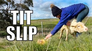It Keeps FALLING OUT!  Australian Sheep Farm Vlog