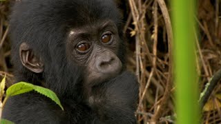 Gorillas | Weird Animal Searches | Bbc Studios