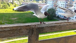 Hungry Gull by Скаарж 109 views 6 years ago 1 minute, 16 seconds