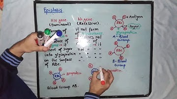 Epistsis | Bombay Phenotype | Class 12