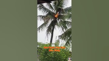 Trời ơi sét đánh cây dừa bốc cháy luôn rồi bà con ơi #shorts