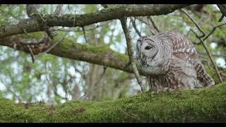 Barred Owl hoots for her mate