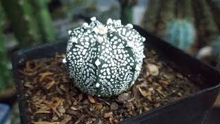 Astrophytum Cactus - Astrophytum KABUTO Hybrids