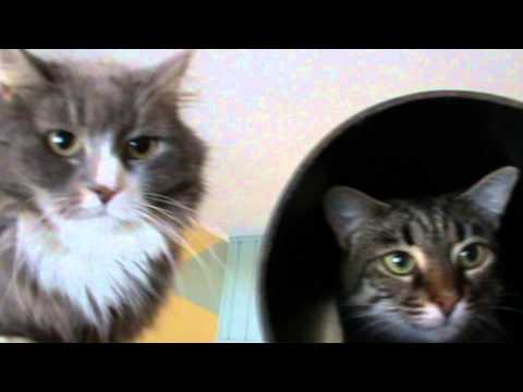Video: Suuhaigus Lemmikloomade Meditsiinis