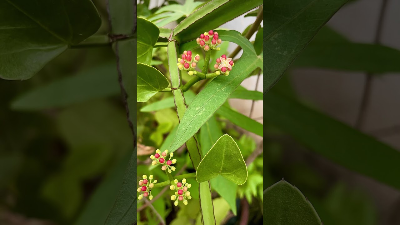 Eyarkai enrum azhagu