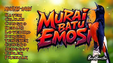 MURAI BATU EMOSI MUNTAH ISIAN!!