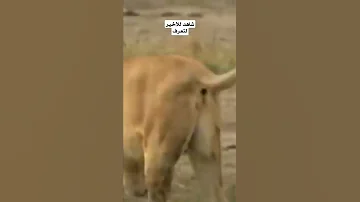 رغم ضخامت اللبوه وشراستها ولكن النتيجه كانت مذهله 