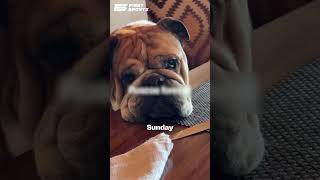 Lewis Hamilton’s Heartbreaking Goodbye to Roscoe 💔🐾
