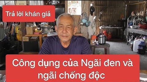 Thầy Chiến trả lời khán giả về Công dụng của Ngãi đen và ngãi chống độc