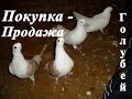 Продажа голубей. Группа в одноклассники - http://ok.ru/prodazha.golubey